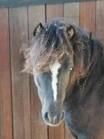 Minipaardje ruin 8jr 85cm, Ruin, A pony (tot 1.17m)