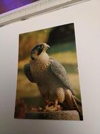 SLECHTVALK, Ophalen of Verzenden