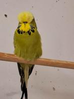 Engelse parkieten, Dieren en Toebehoren, Vogels | Parkieten en Papegaaien, Meerdere dieren, Parkiet, Geringd