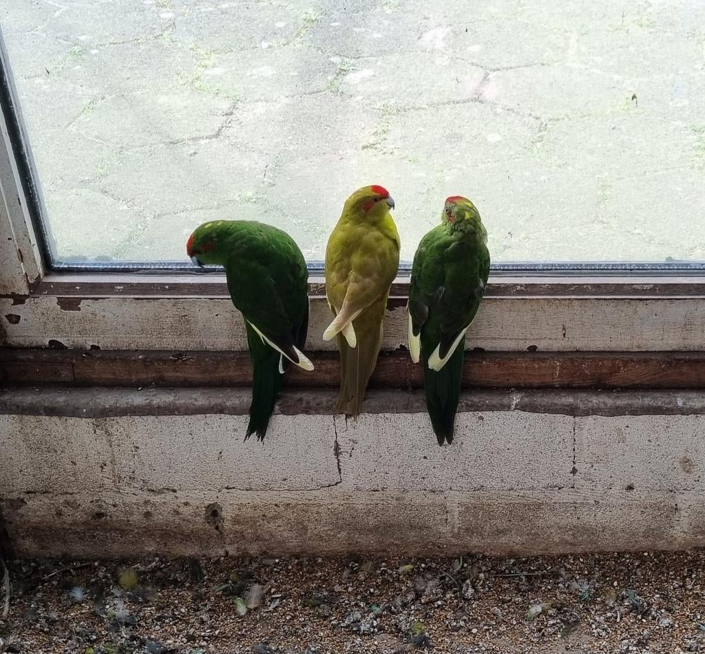 Kakariki's, mannen en poppen. Groen en cinnemon groen., Meerdere dieren, Parkiet