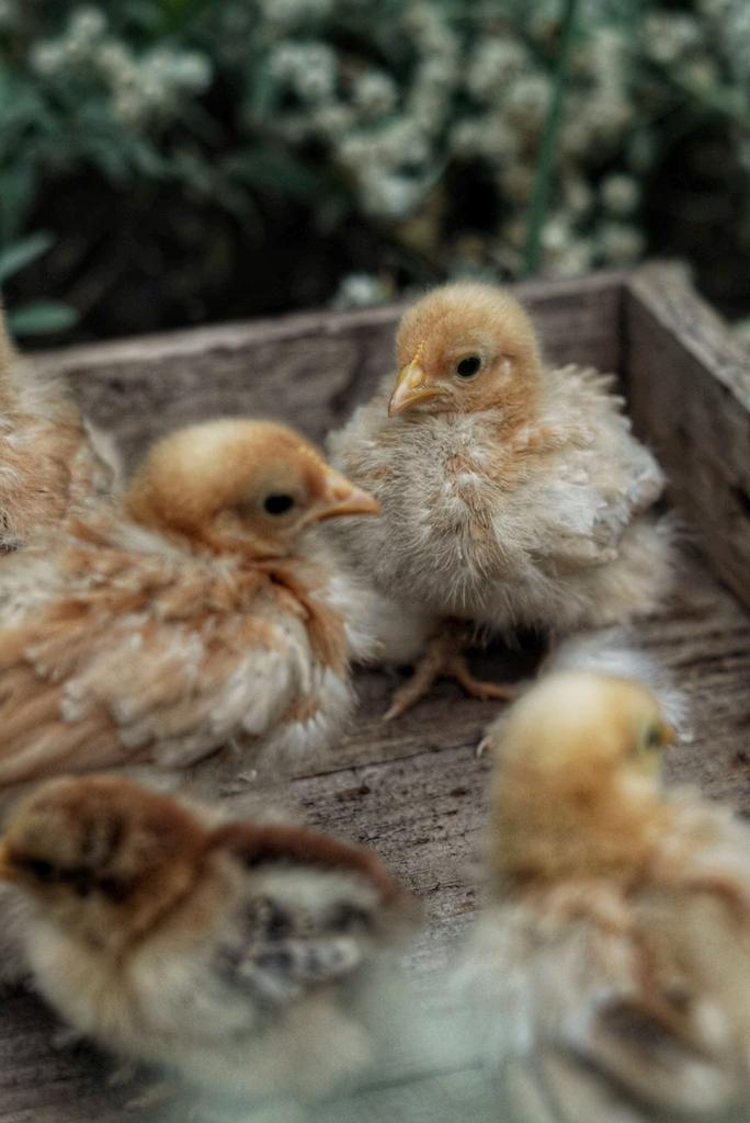 Cochin kriel kuikens  cloaca gesekst en ingeent, Dieren en Toebehoren, Vrouwelijk, Kip