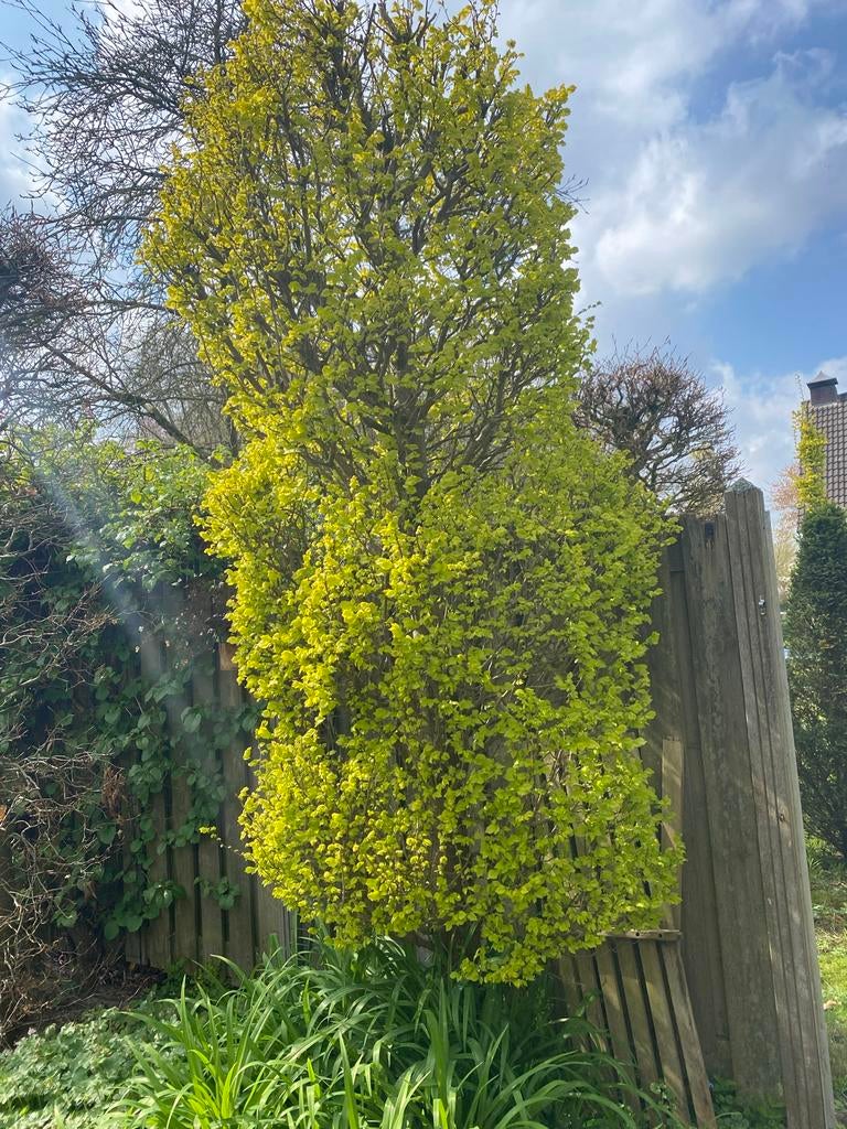 Stekken van Goudiep (Zuilvorm), Tuin en Terras, Planten | Bomen, Bloeit niet, Minder dan 100 cm, Zuilboom, Ophalen