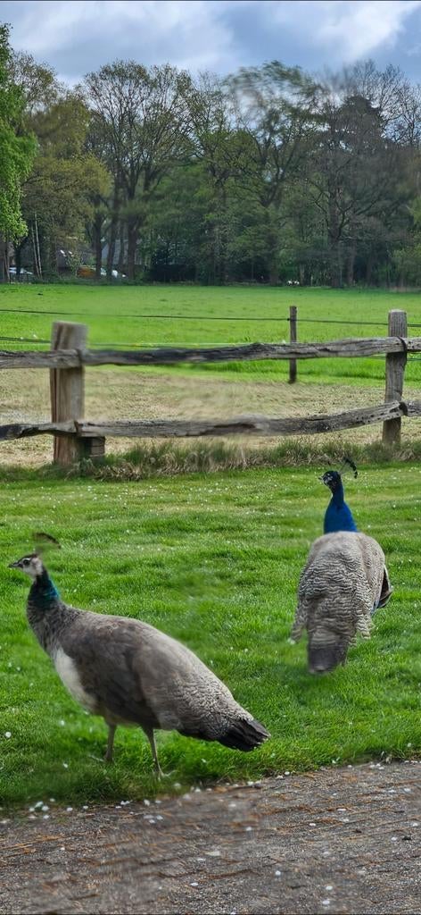 Pauwhaan en pauwhen van vorig jaar uit één nest, Dieren en Toebehoren, Pluimvee, Meerdere dieren