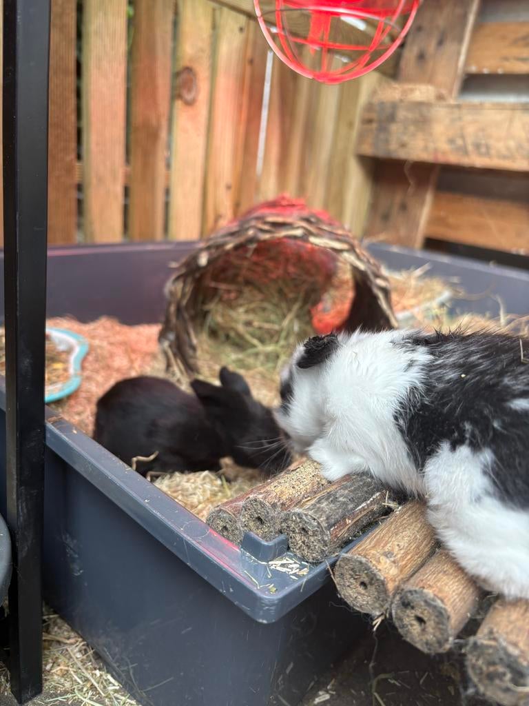 Baby konijntjes., Dieren en Toebehoren, Konijnen, Meerdere dieren, Dwerg