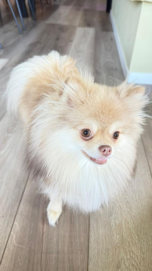 Pomeriaan, Dieren en Toebehoren, 1 tot 2 jaar, Teef, Parvo, Eén hond