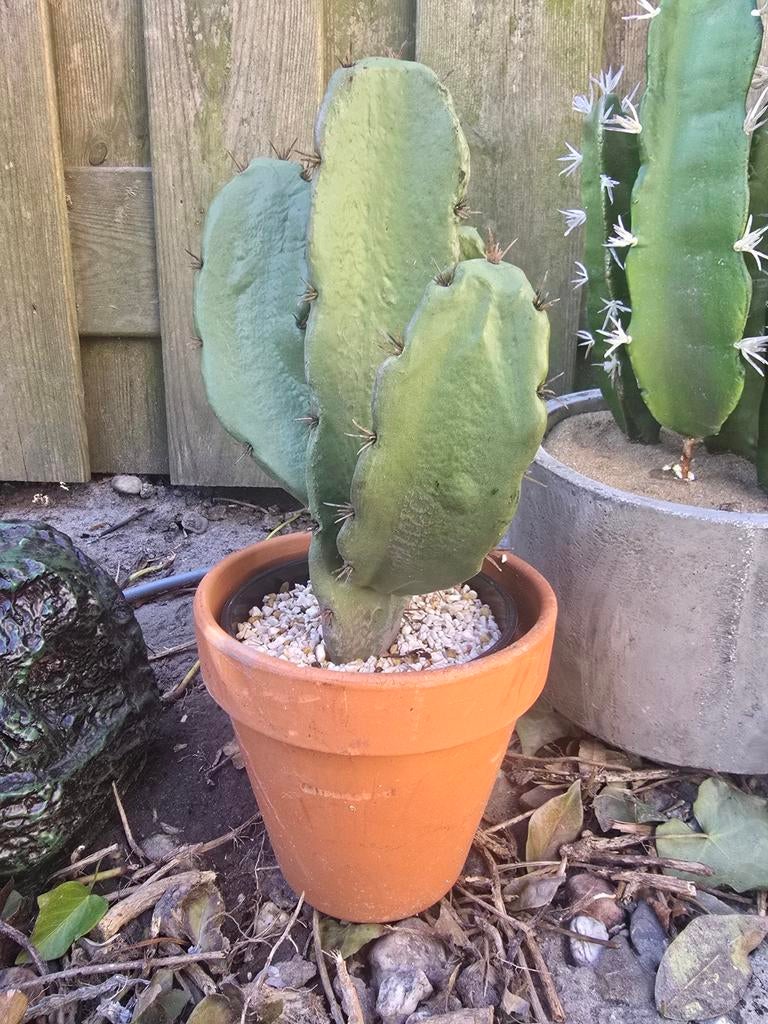 Kunstcactus in terracotta pot, Groen, Onderhoudsvrij, Kunstplant, Nieuw