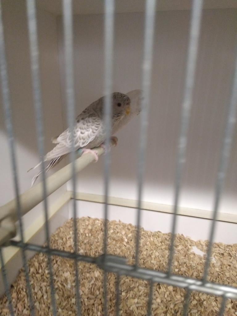 2 blackface poppen gezocht!!! Event ruilen tegen bfdf/bw pop, Vrouwelijk, Parkiet, Geringd