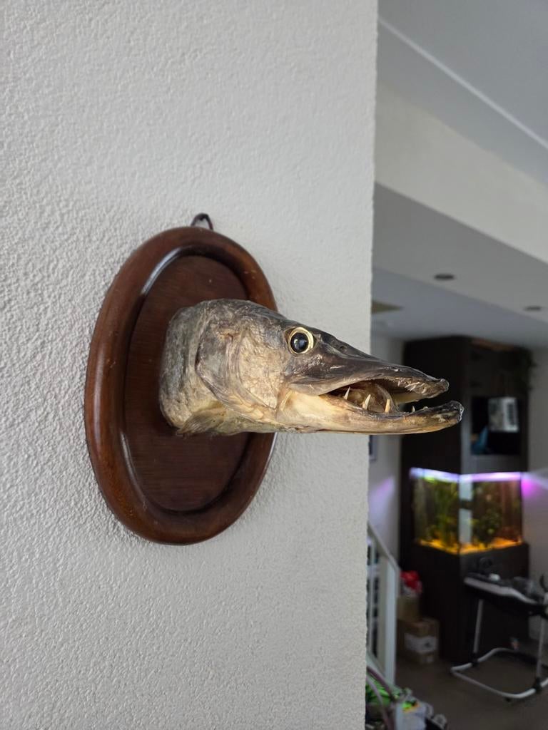 Opgezette Snoek - Wanddecoratie, Ophalen of Verzenden