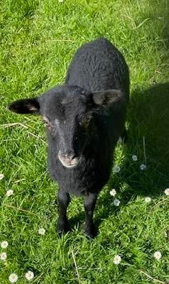 Fleslam Drents Schaap (ooilam), Dieren en Toebehoren, Schapen, Geiten en Varkens, Vrouwelijk, Schaap