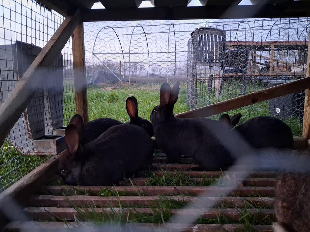 Jonge konijnen, Meerdere dieren