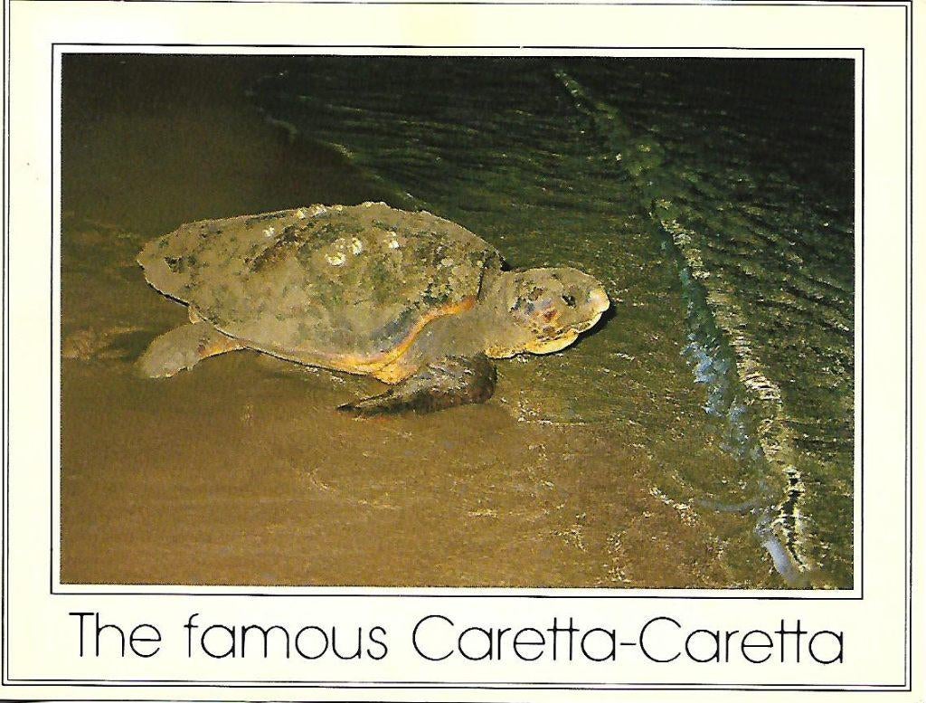 Dikkopschildpad., Verzenden, 1980 tot heden, Gelopen, Reptiel