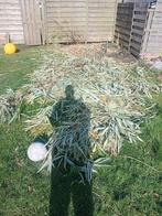 Bamboe, Ophalen, Bloeit niet, Overige soorten, Halfschaduw