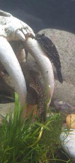 Twee algeneters, Ophalen