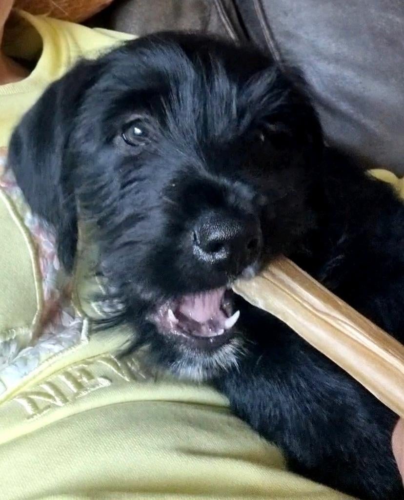 Puppy kruising boerenfox labradoodle, 8 tot 15 weken, Eén hond, Nederland, Particulier