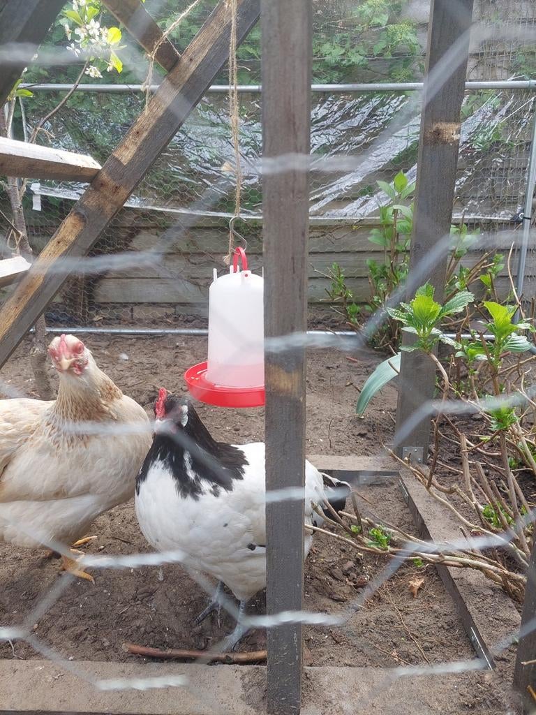 1 lakenvelder, Vrouwelijk, Kip