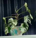 Prachtige Monstera Variegata, Huis en Inrichting, Kamerplanten, Overige soorten, In pot, Minder dan 100 cm, Groene kamerplant