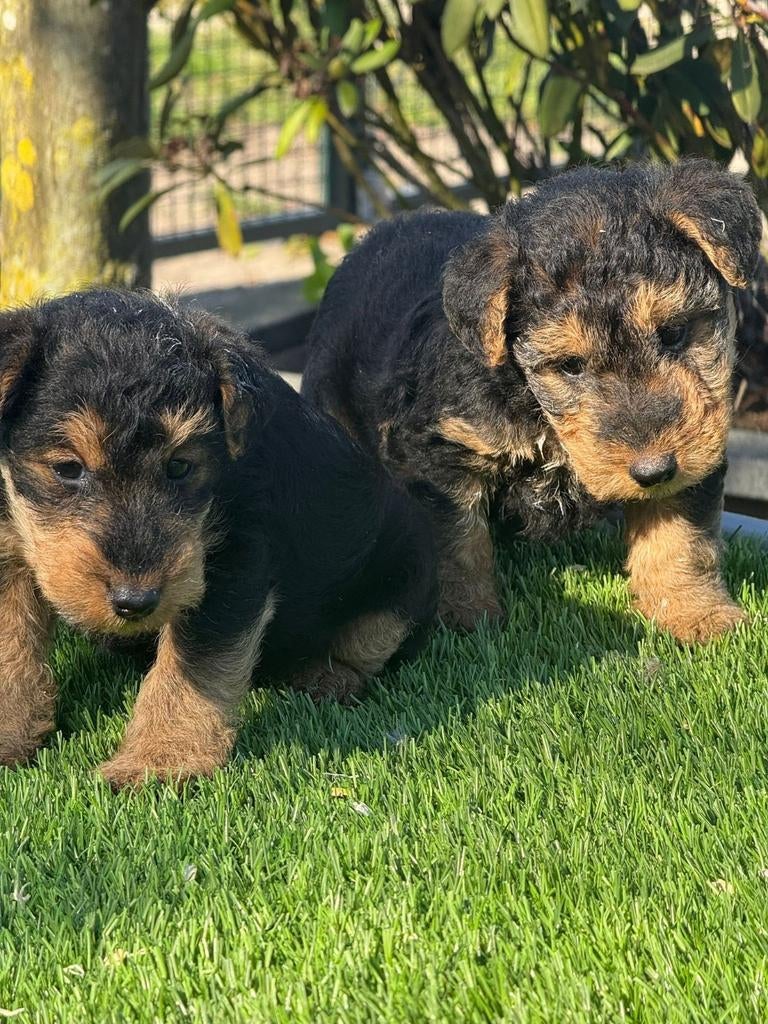 Te koop mooie welsh terriër pups (welsch) geen fox terrier