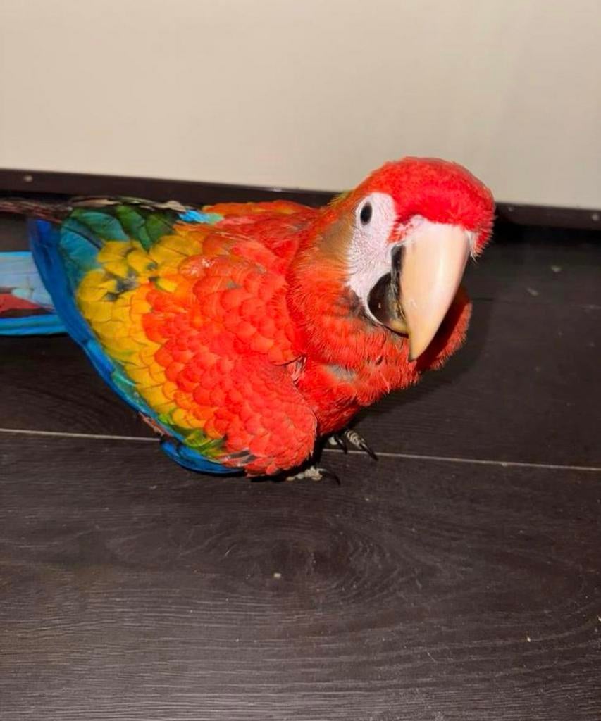 Geelvleugel ara, Dieren en Toebehoren, Vogels | Parkieten en Papegaaien, Vrouwelijk, Papegaai