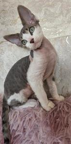 Devon Rex kittens, Meerdere dieren, Gechipt, 0 tot 2 jaar