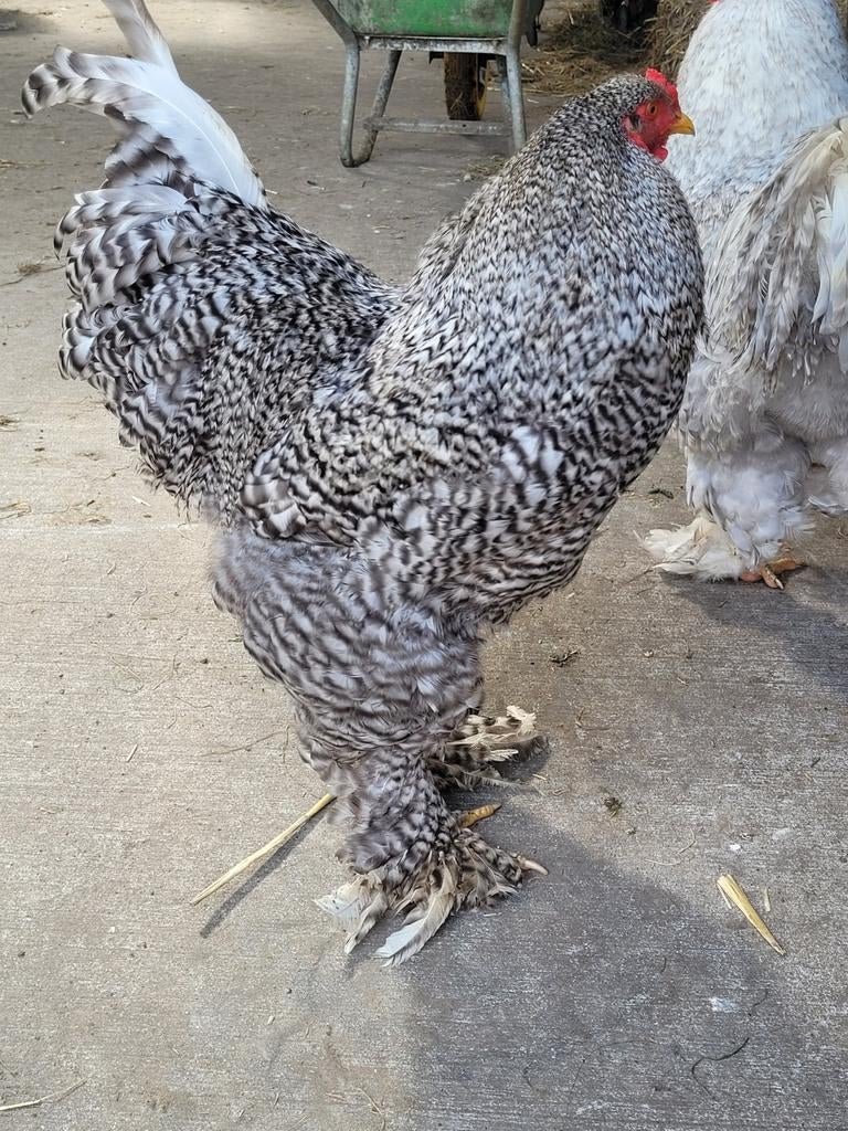 Brahma haan, Dieren en Toebehoren, Pluimvee, Mannelijk, Kip