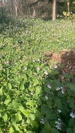 Lage smeerwortel, Ophalen, Minder dan 100 cm