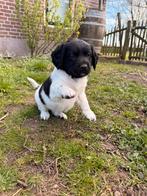 Friese Stabij pups, Dieren en Toebehoren, Overige rassen, 8 tot 15 weken, Meerdere, Meerdere dieren