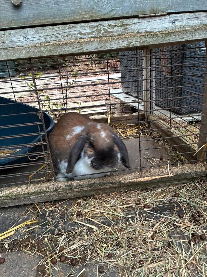 Gratis konijn, Dieren en Toebehoren, Konijnen, Middelgroot, Mannelijk