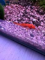 L144 Ancistrus (Blue Eyes), Dieren en Toebehoren, Vis