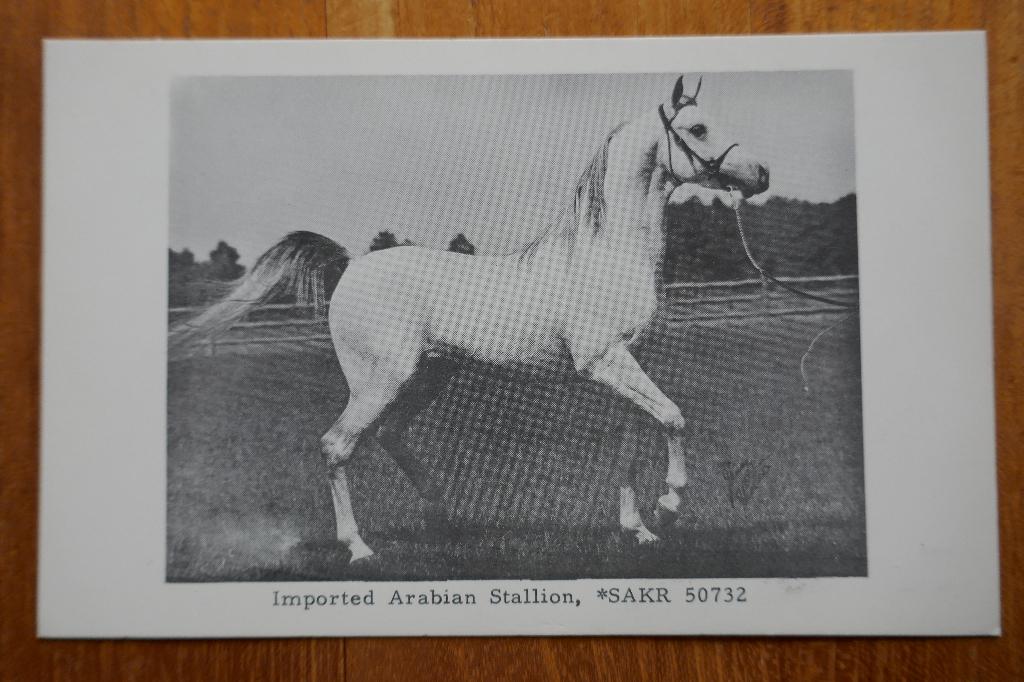 Zwart wit ansicht USA Arabier Arabian Stallion *Sakr, Ophalen of Verzenden, 1960 tot 1980, Ongelopen, Paard