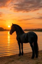 Verzorger/verzorgster gezocht, Ophalen of Verzenden, Nieuw, Overige soorten