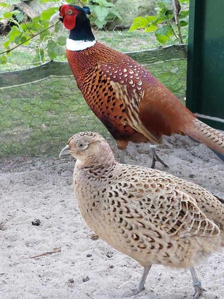 Broedeieren bosfazant, Geslacht onbekend, Kip