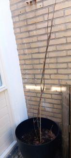 Appelboom, Ophalen, Lente, Volle zon, Appelboom