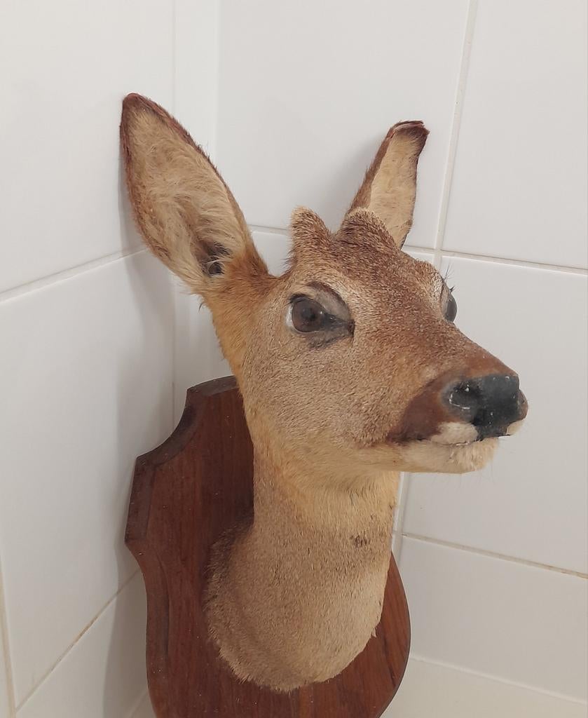 Reebok, Ophalen of Verzenden, Zo goed als nieuw, Vogel, Opgezet dier