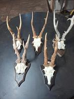 lot mooie reebok geweien, Verzamelen, Dierenverzamelingen, Ophalen of Verzenden, Zo goed als nieuw, Wild dier, Gewei of Kop