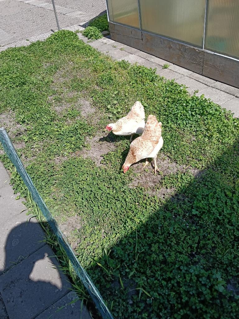 Wyandotte kriel zalm kleur, Dieren en Toebehoren, Pluimvee, Vrouwelijk, Kip