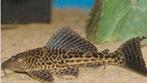 Pleco algeneter, Vis