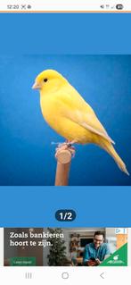 kanaries, Dieren en Toebehoren, Mannelijk, Kleurkanarie