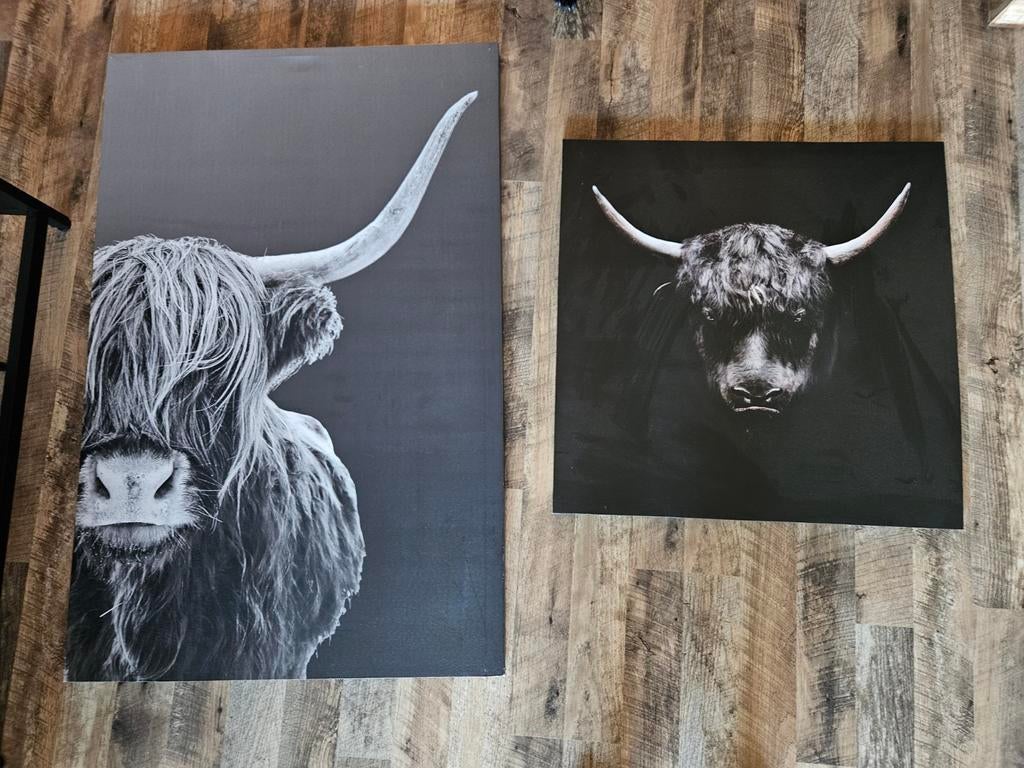 Set van 2 Schotse Hooglander Canvas Prints, Ophalen, 75 cm of meer, 50 tot 75 cm, Print