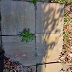 Gratis tegels af te halen in Sittard, Ophalen