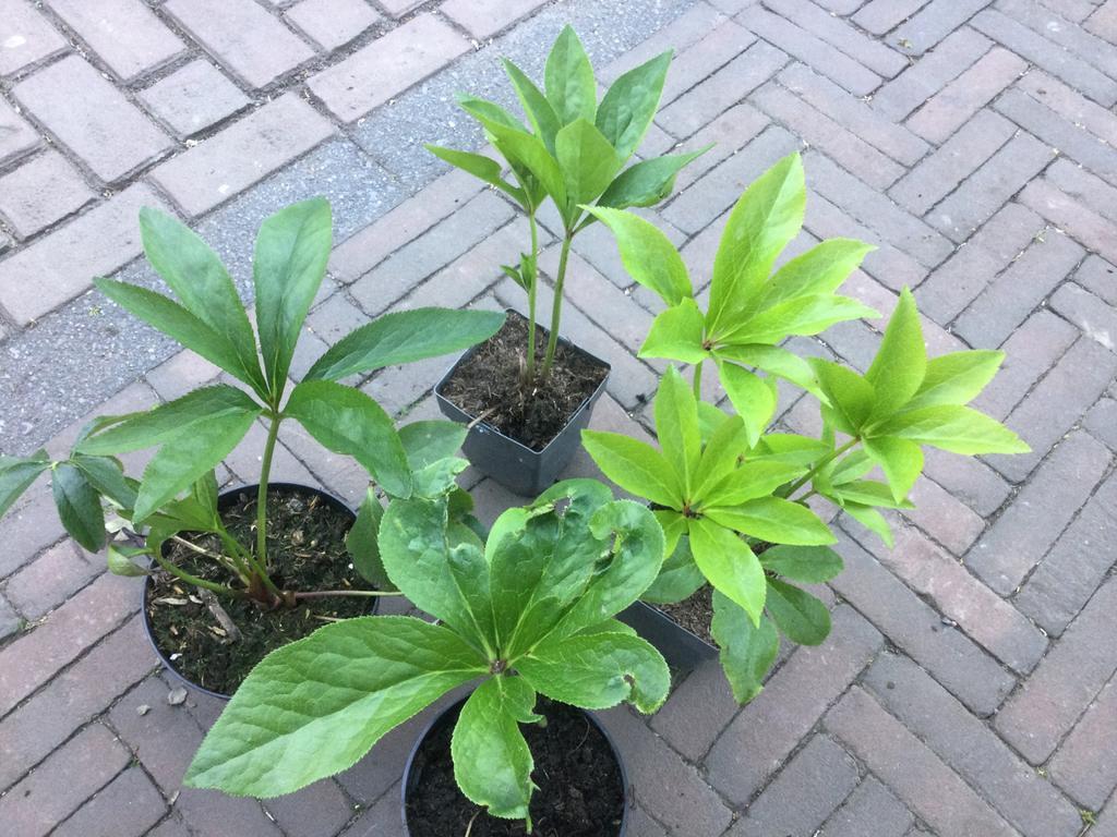 Helleborus, Ophalen of Verzenden, Eenjarig, Overige soorten, Volle zon