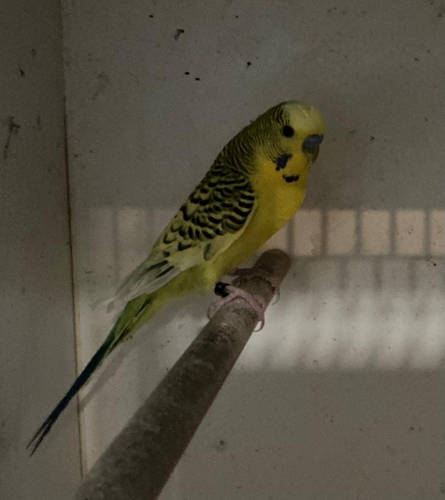 Grasparkieten te koop, Dieren en Toebehoren, Vogels | Parkieten en Papegaaien, Meerdere dieren, Parkiet, Geringd