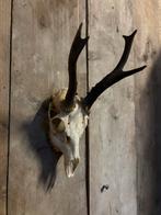 Reebok schedel (1), Ophalen of Verzenden, Zo goed als nieuw, Hert, Schedel