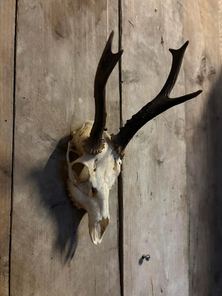 Reebok schedel (1), Verzamelen, Dierenverzamelingen, Zo goed als nieuw, Schedel, Hert, Ophalen of Verzenden