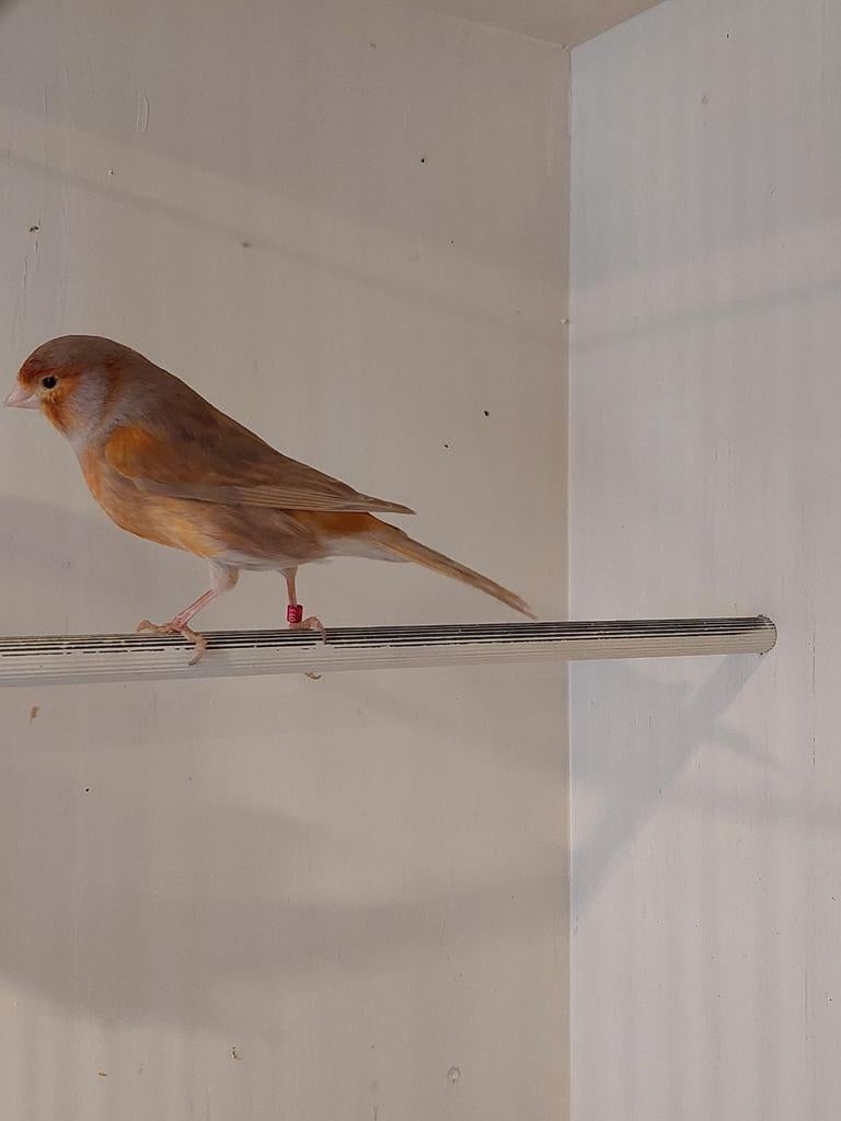 ROOD BRUIN PASTEL MOZAÏEK. Man kanarie.2024 ., Dieren en Toebehoren, Vogels | Kanaries, Mannelijk, Kleurkanarie