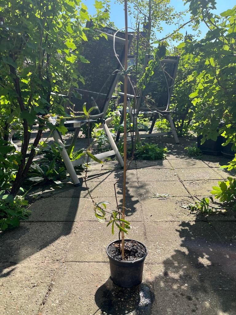 Passiebloem (Passiflora) — klimplant — Bio — Winterhard, Ophalen of Verzenden