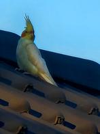 Gezocht valkparkiet, Mannelijk, Parkiet, Pratend