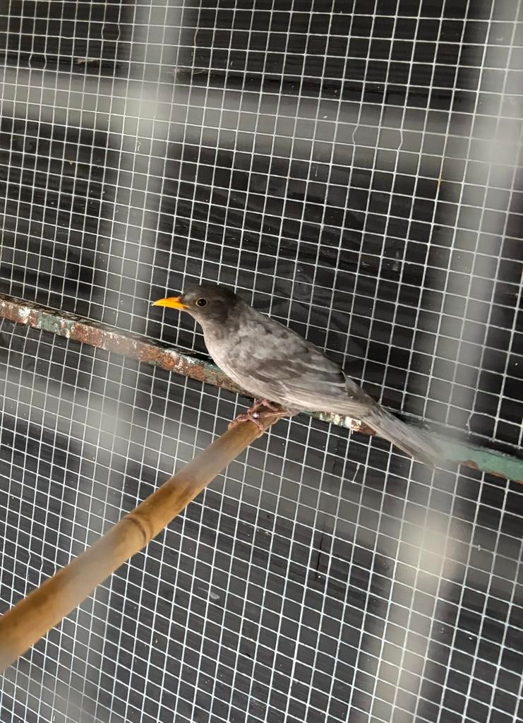 Grijze merels, Dieren en Toebehoren, Vogels | Overige Vogels, Meerdere dieren