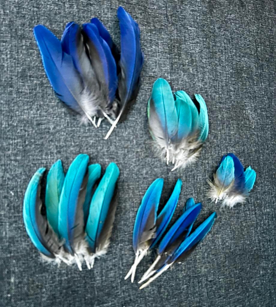 Ara veertjes, Ophalen of Verzenden