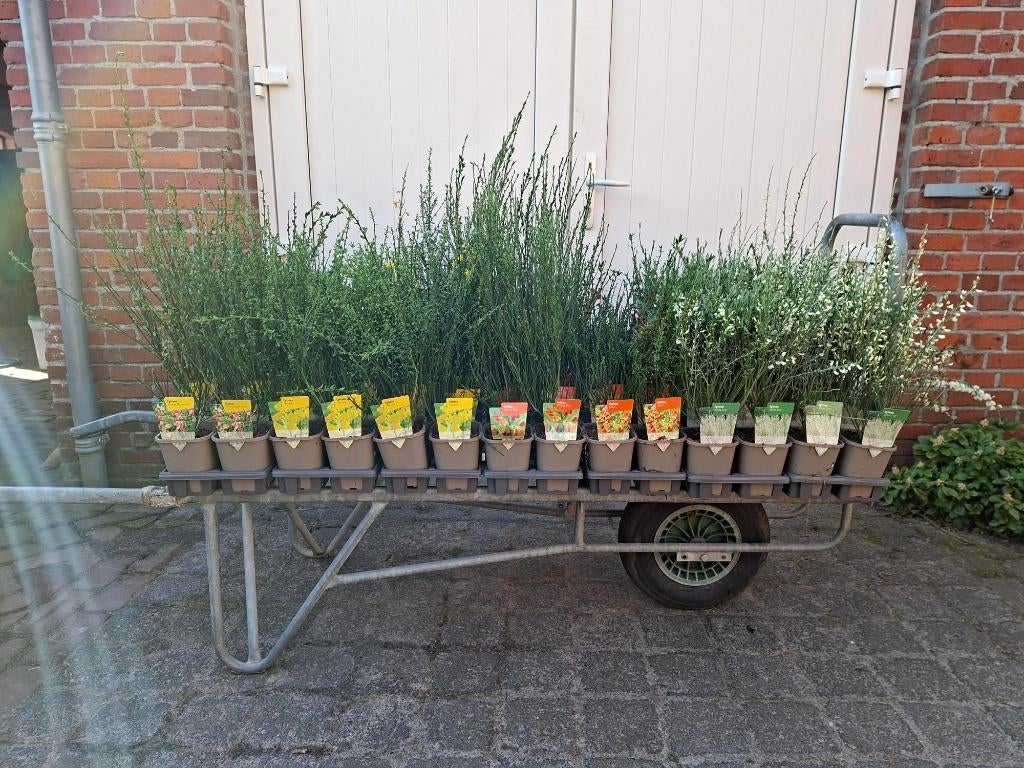 Mooie volle bloeiende Cytisus (Brem) in pot!, Tuin en Terras, Ophalen, Overige soorten, Minder dan 100 cm
