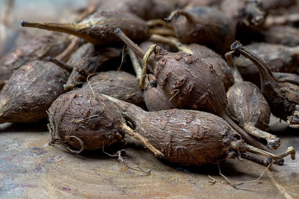 Indianenaardappel (Apios americana) p9 potmaat, Meerdere dieren